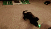 A cat attempting Lagrangian consistency, trying to stay on target as it moves around.