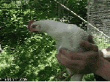 A chicken practicing Eulerian consistency: as its position changes, it remains fixed on the target.