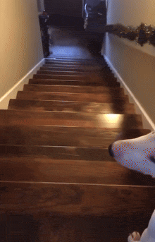 A dog taking advantage of compositionality to go down the stairs faster.